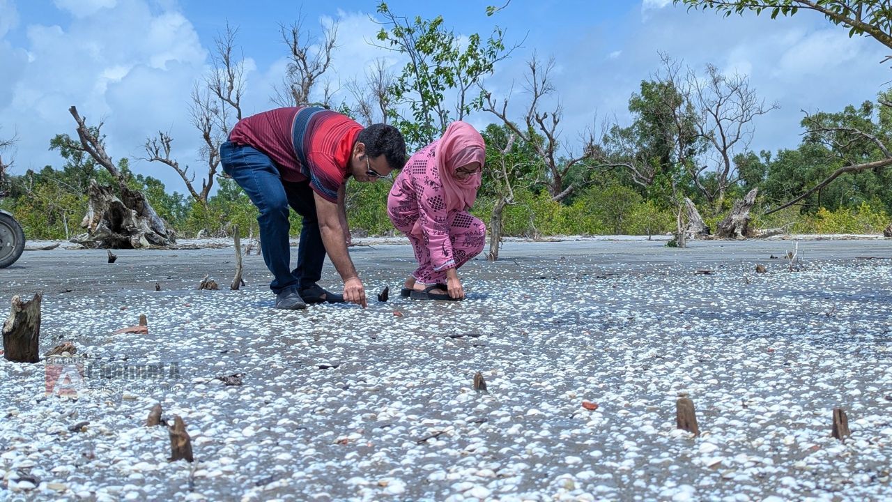 কুয়াকাটার চরাঞ্চলে শামুক-ঝিনুকের সাদা গালিচা, পর্যটকদের নতুন আকর্ষণ