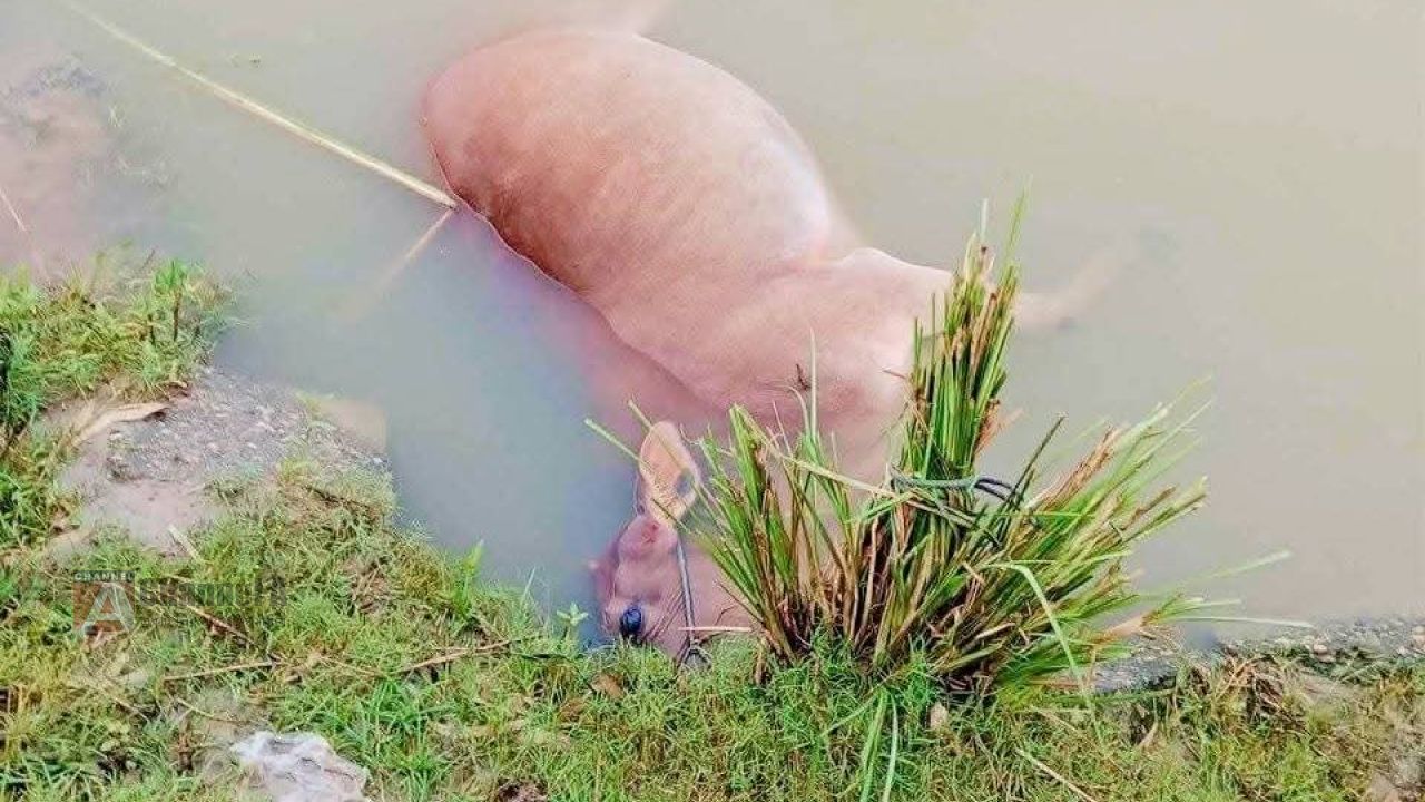 ঠাকুরগাঁওয়ের পীরগঞ্জে বজ্রপাতে ৫ গরুর মৃত্যু, গরুর মালিক আহত