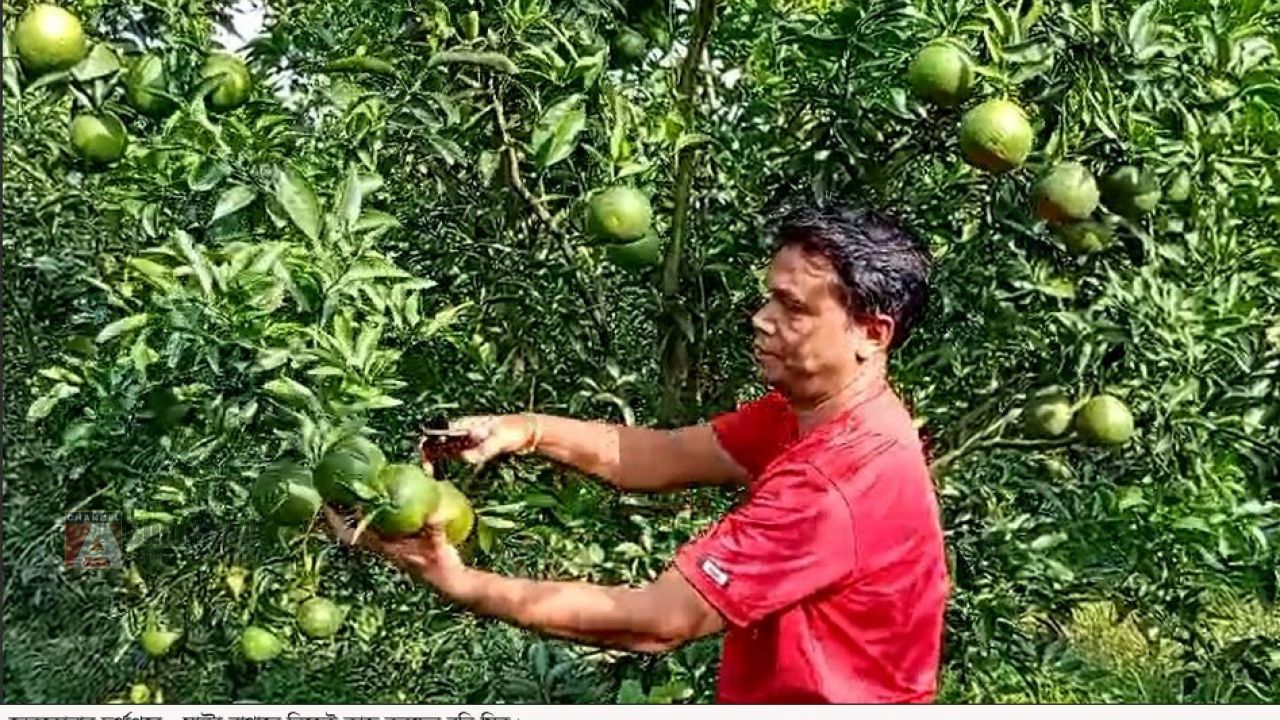 পতিত জমিতে মাল্টা চাষ করে,   যুবকদের উদ্দ্যেক্তা করে তুলছেন - রনি মিত্র
