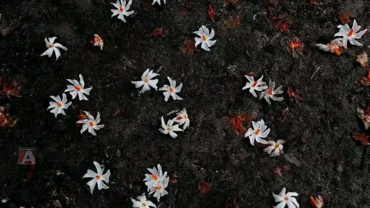 অক্টোবর রেইন