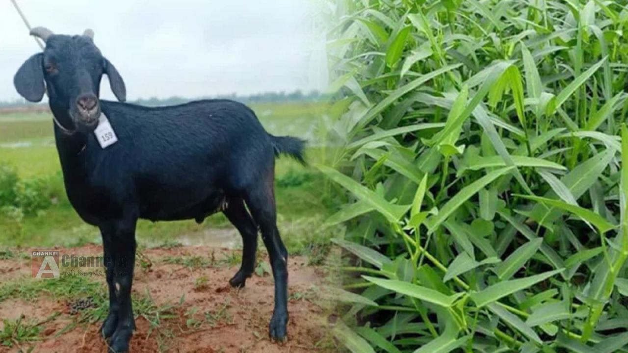 ছাগলে কলমি শাক খাওয়াকে কেন্দ্র করে হামলা — একই পরিবারের চারজন আহত