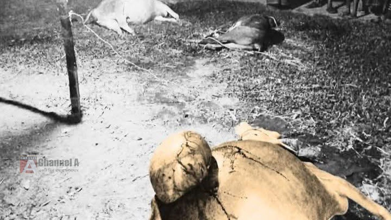 শাজাহানপুরে তিন গরুর পেটে ছুরিকাঘাত  গ্রামজুড়ে ক্ষোভ ও শোক