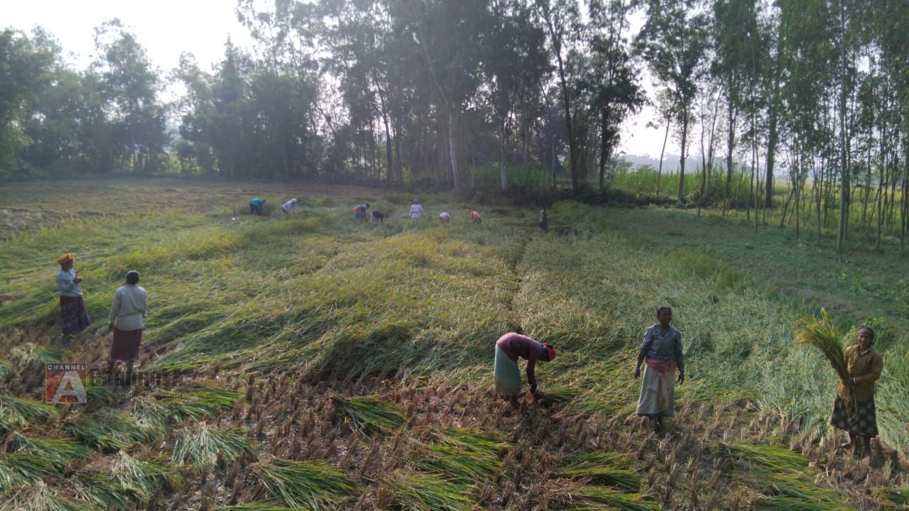 পীরগঞ্জে ধান আবাদে পরিবর্তনের ছোঁয়া