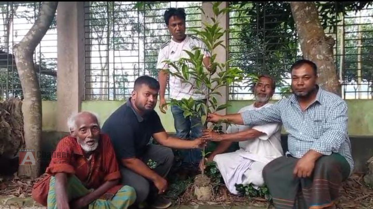 কালিহাতীর পিচুটিয়ায় সবুজয়নের উদ্যোগে বৃক্ষরোপণ কর্মসূচি