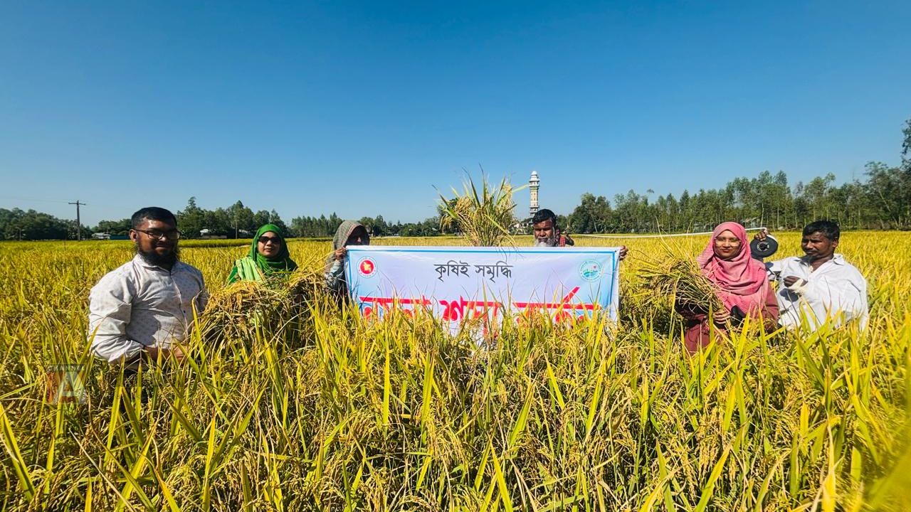 কালিহাতীর খেতে সোনালি স্বপ্নের জোয়ার, রোপা আমনে বাম্পার ফলন