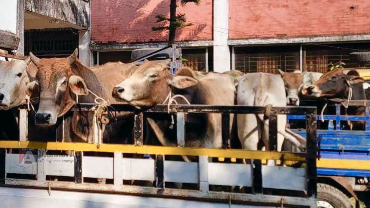 নেত্রকোনা বারহাট্টায় চোরাচালানকালে ৩২ ভারতীয় গরু সহ ১ চোরাকারবারি আটক