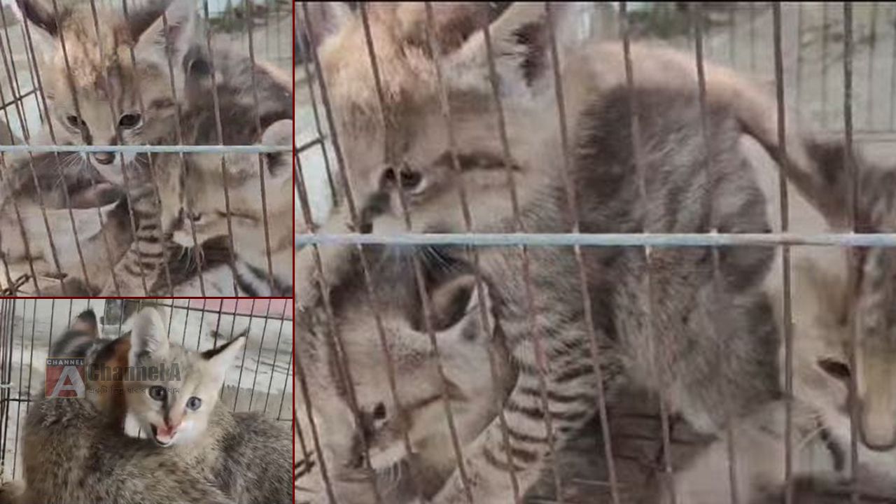 আমতলীতে পাচারকারীদের হাত থেকে ৬টি বিলুপ্তপ্রায় মেছো বিড়াল উদ্ধার